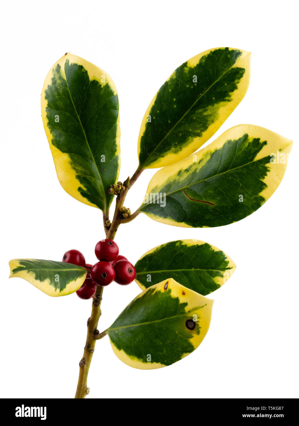 Rote Beeren und Gelb panaschierten immergrüne Laub der ornamentalen Holly, Ilex x altaclerensis 'Golden King', auf weißem Hintergrund Stockfoto