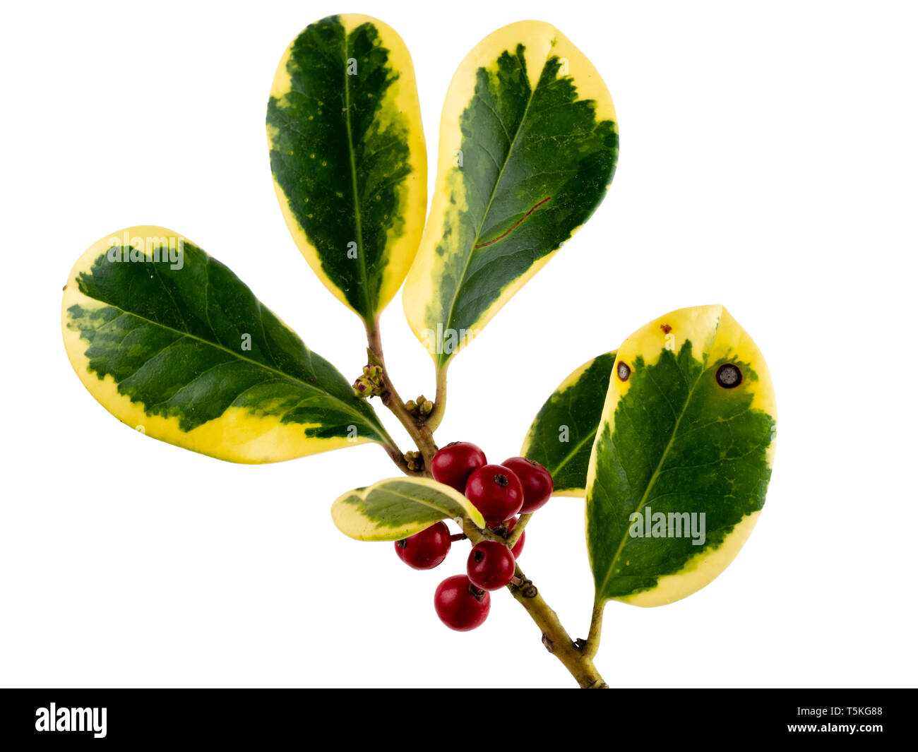 Rote Beeren und Gelb panaschierten immergrüne Laub der ornamentalen Holly, Ilex x altaclerensis 'Golden King', auf weißem Hintergrund Stockfoto