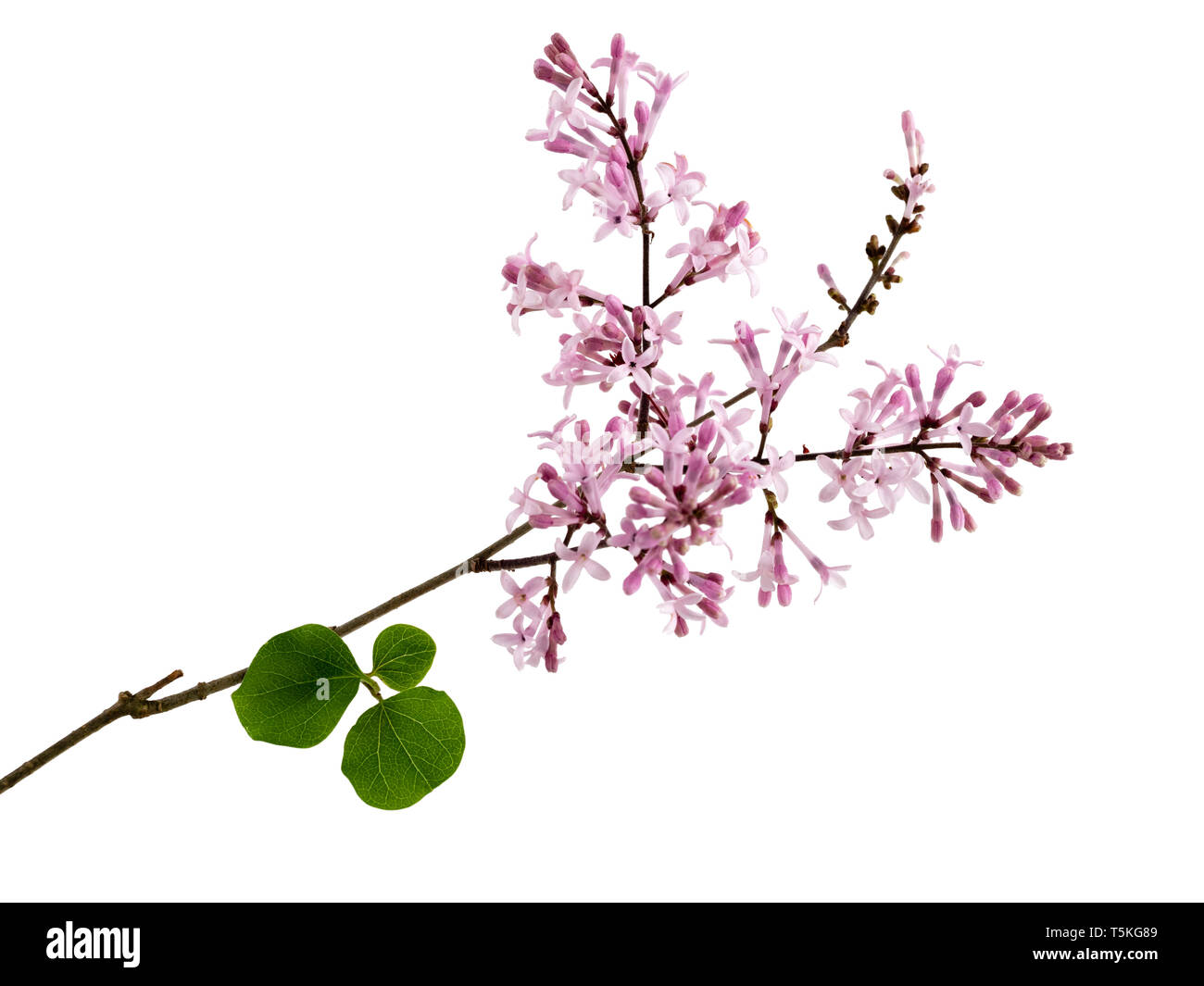 Duftende rosa Frühling Blumen der Laubbäume strauchigen Koreanischer Flieder, Syringa myeri 'Palibin', isoliert auf weißem Hintergrund Stockfoto