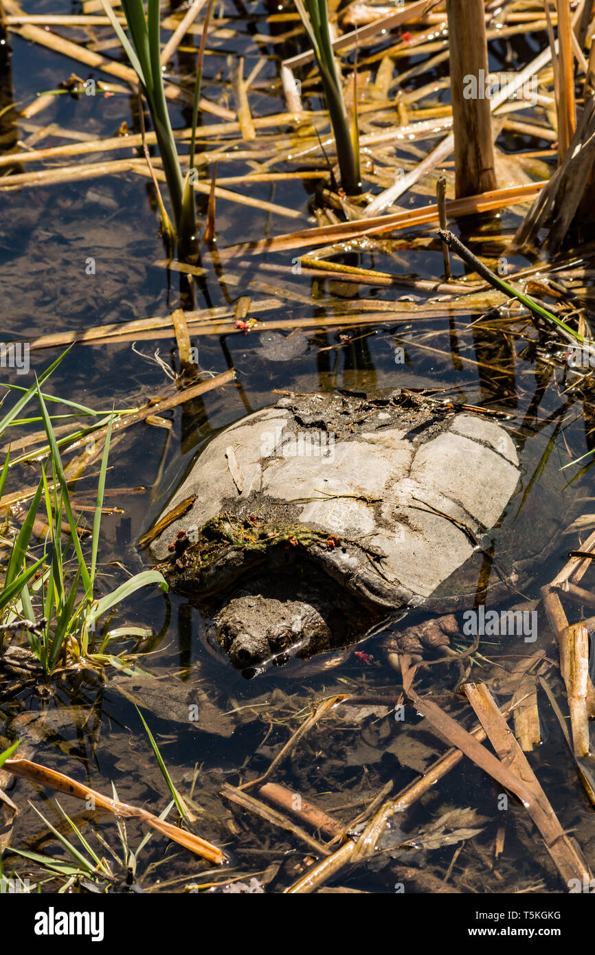 Gemeinsame Snapping Turtle (Chelydra serpentina) Stockfoto