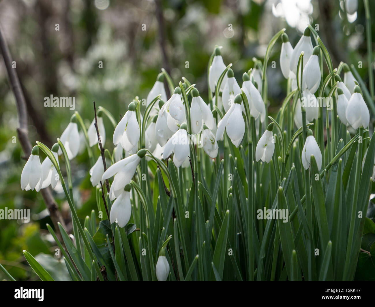 Schneeglöckchen, Galanthus Pflanzen in Blüte. Stockfoto