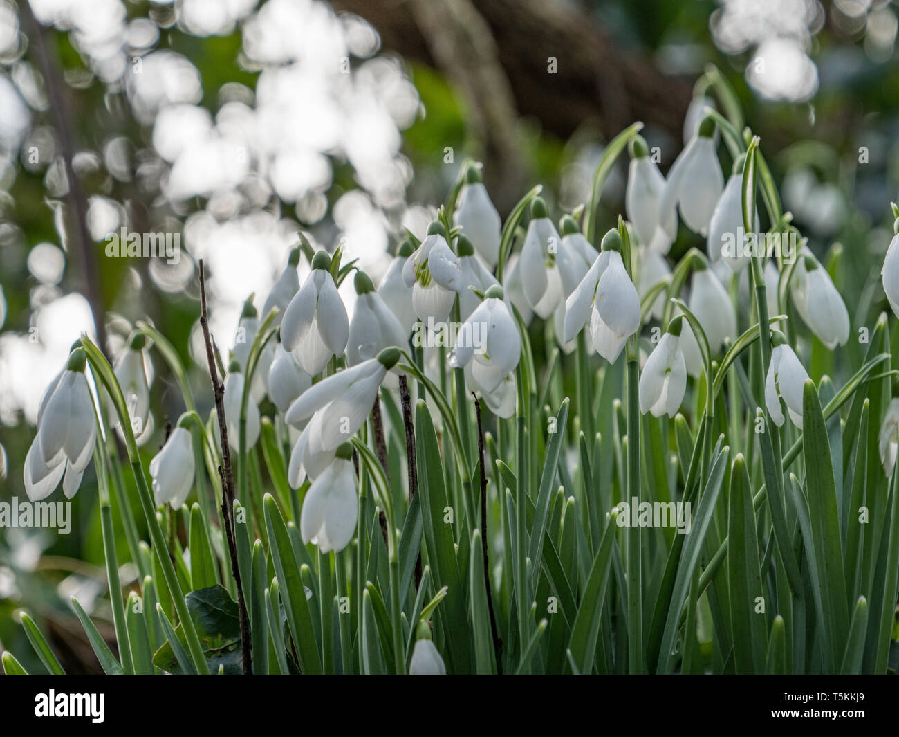 Schneeglöckchen, Galanthus Pflanzen in Blüte. Stockfoto
