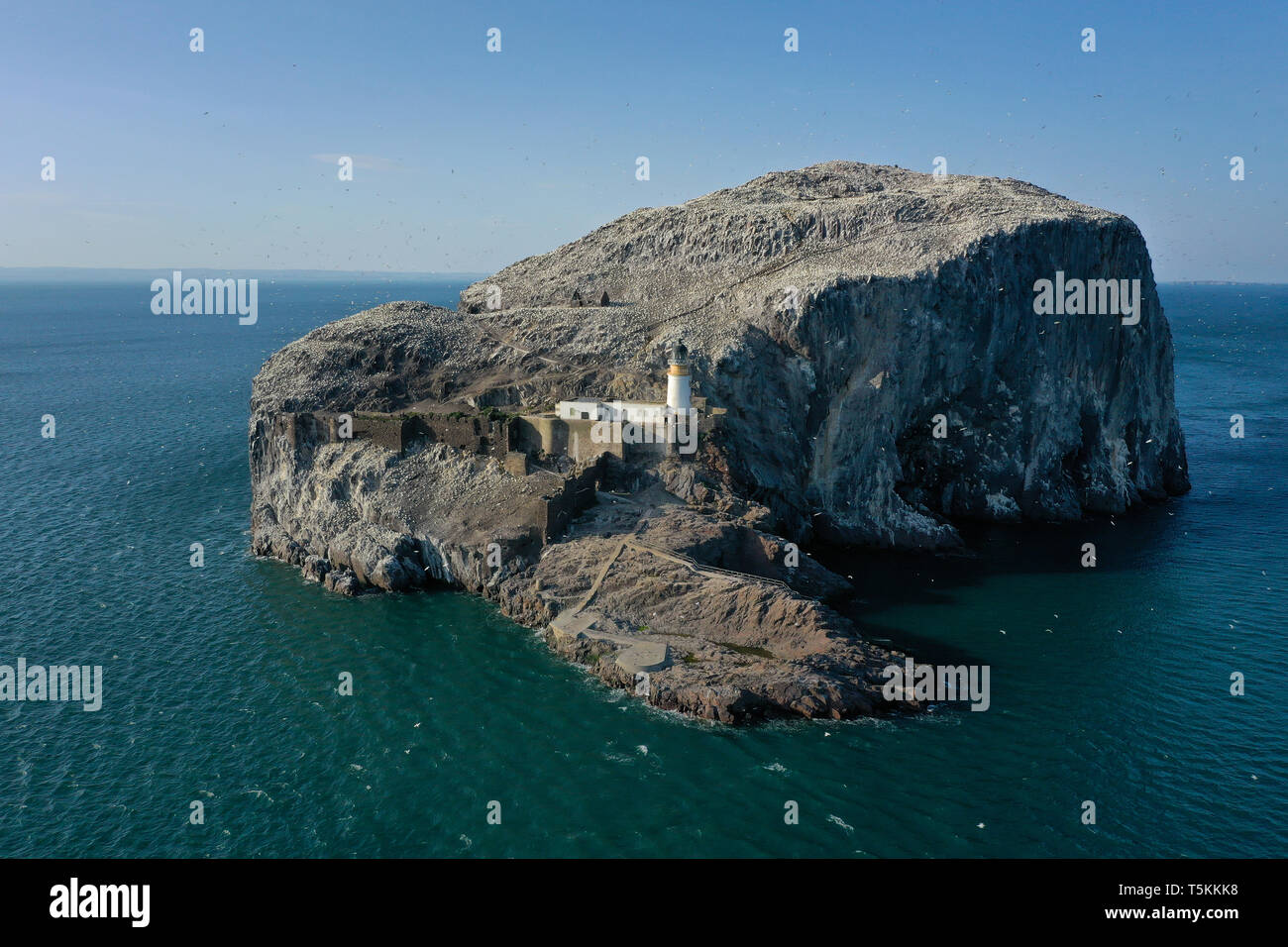 Eine Luftaufnahme von Bass Rock und Leuchtturm, die Heimat einer großen Kolonie von Zucht Tölpeln jedes Jahr, North Berwick, East Lothian, Schottland Stockfoto