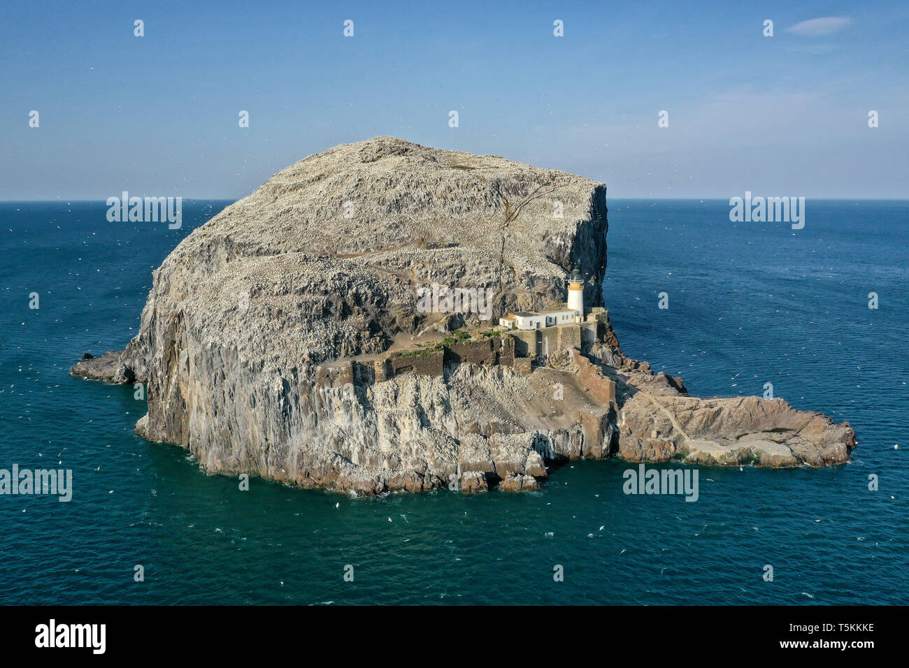 Eine Luftaufnahme von Bass Rock und Leuchtturm, die Heimat einer großen Kolonie von Zucht Tölpeln jedes Jahr, North Berwick, East Lothian, Schottland Stockfoto