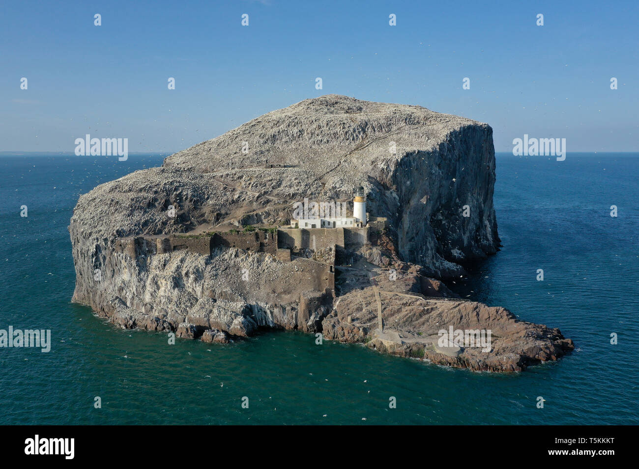 Eine Luftaufnahme von Bass Rock und Leuchtturm, die Heimat einer großen Kolonie von Zucht Tölpeln jedes Jahr, North Berwick, East Lothian, Schottland Stockfoto