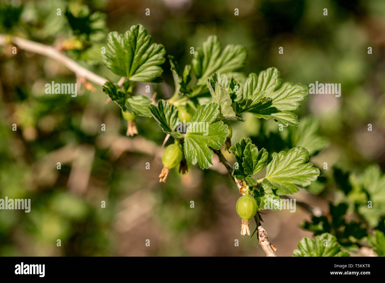 Stachelbeere Anlage detail Stockfoto