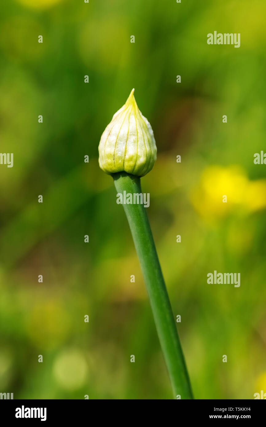 Allium fistulosum, der Waliser Zwiebel, auch allgemein genannt Zwiebel aufstaut, lange grüne Zwiebel, und Frühlingszwiebel, ist eine Pflanzenart aus der Gattung der Stockfoto