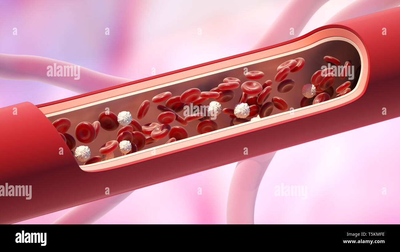 Rote und weiße Blutkörperchen in die Vene. Leukozyten normalen Niveau. 3D-Darstellung Stockfoto