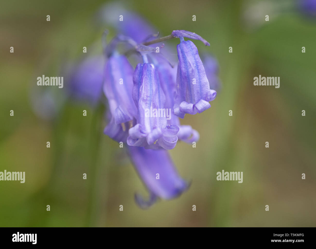 Abstraktes Bild der Bluebells, Middleton Woods, Skipton Stockfoto