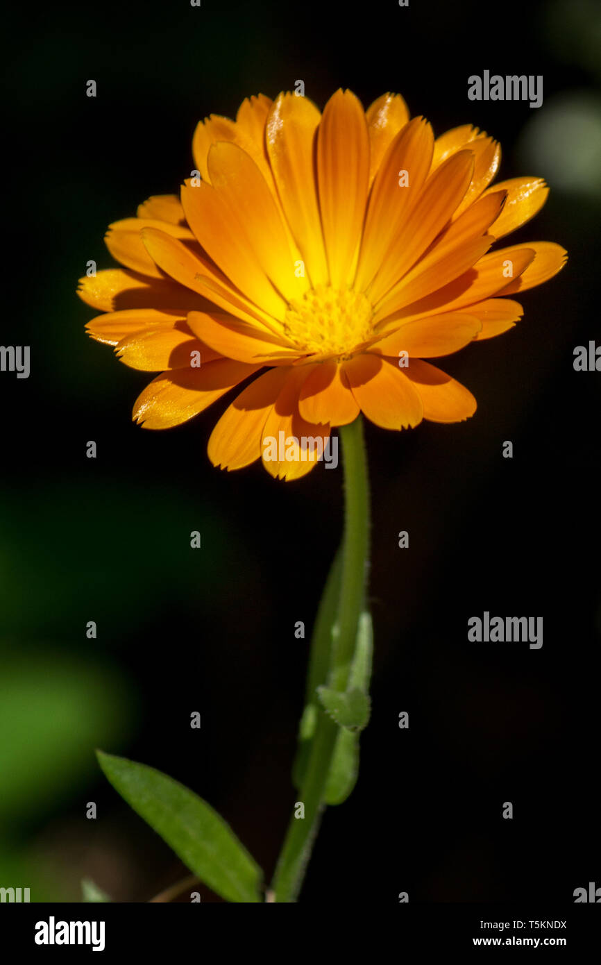 Heilpflanze Ringelblume orange/medicinial Anlage Ringelblume calendula orange Stockfoto