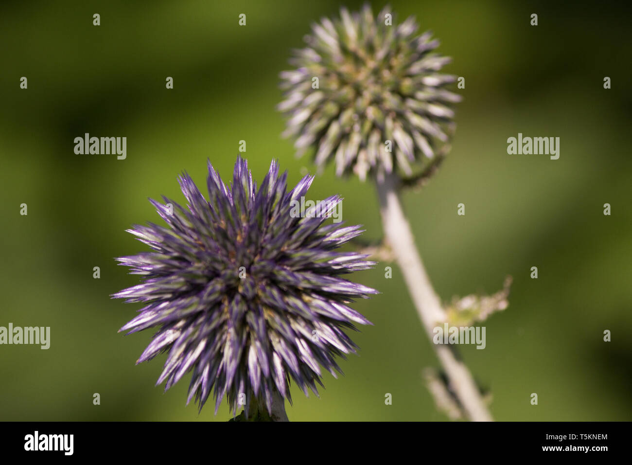 Staudenbeet Stockfotos und bilder Kaufen Alamy