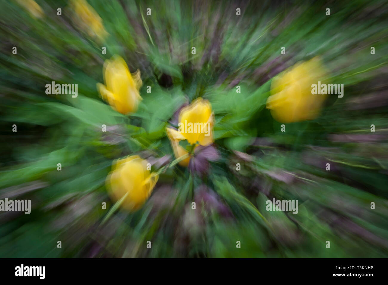Abstrakte Bewegungsunschärfe von Blumen - lange Belichtung Stockfoto