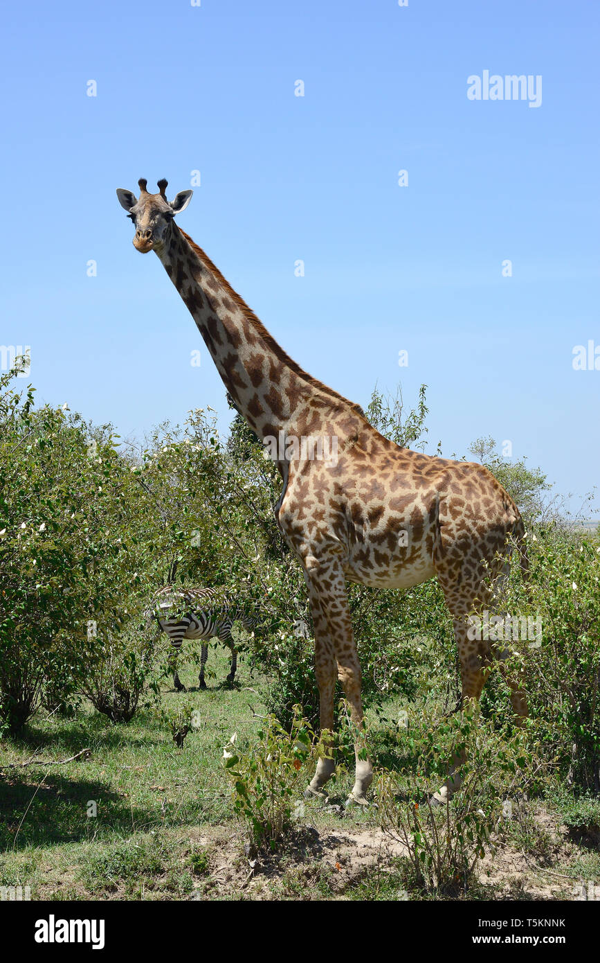 Masai Giraffe. Maasai Giraffe, Massai-Giraffe, Giraffa Camelopardalis tippelskirchi, maszáj zsiráf Stockfoto