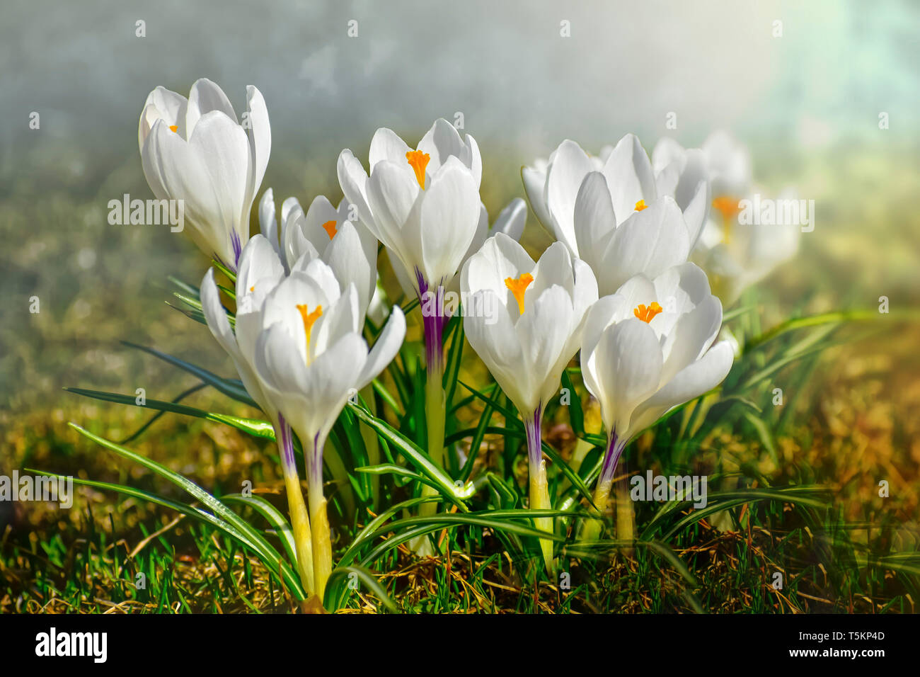 Krokusse Frühlingsblumen. Blühender Garten Stockfoto