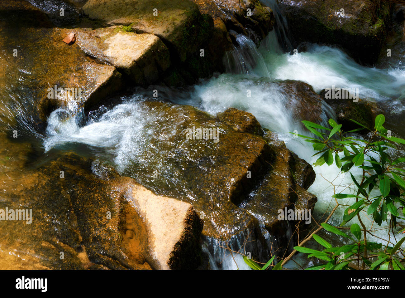 Frühling Wandern entlang Kiner Creek in Laural Run Park in Churchill Tennessee, wo man Wildblumen sehen können, fließenden Bach und Laural Run fällt ein 10 Stockfoto