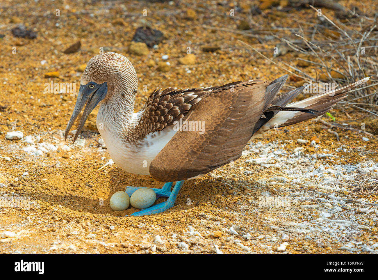 ein-blue-footed-booby-sula-nebouxii-bruten-zwei-eier-in-seinem-nest-von-punta-pitt-auf-der-insel-san-cristobal-galapagos-islands-national-park-ecuador-t5kprw.jpg