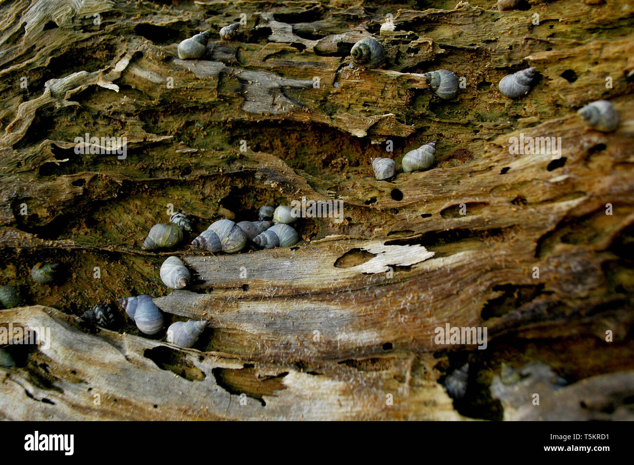 Meer Schnecken kriechen auf einem urigen alten Baumstamm Stockfoto