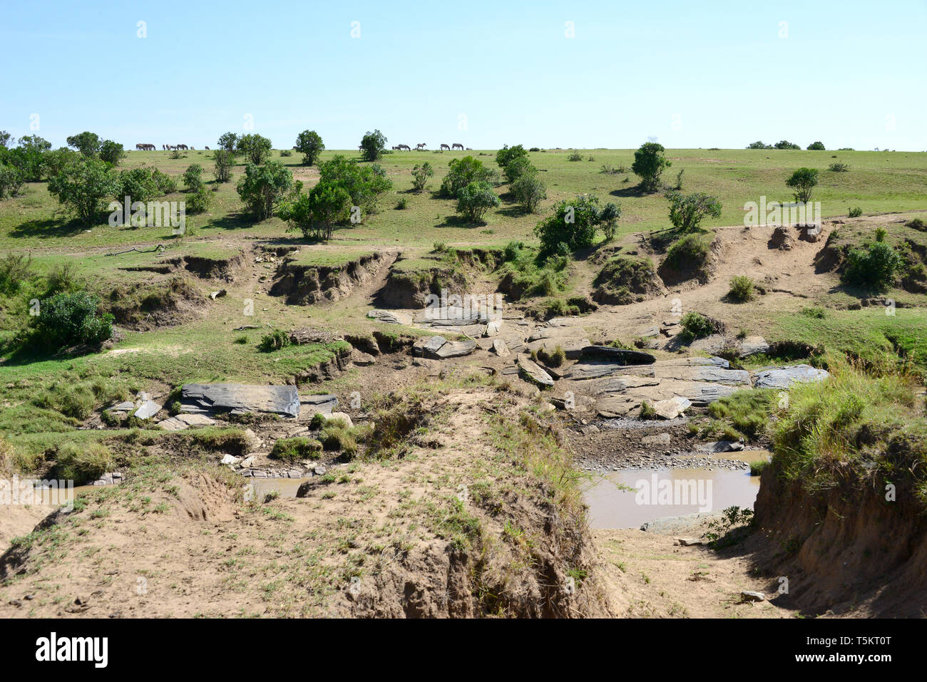 Talek Fluss, Masai Mara, Kenia, Afrika Stockfoto