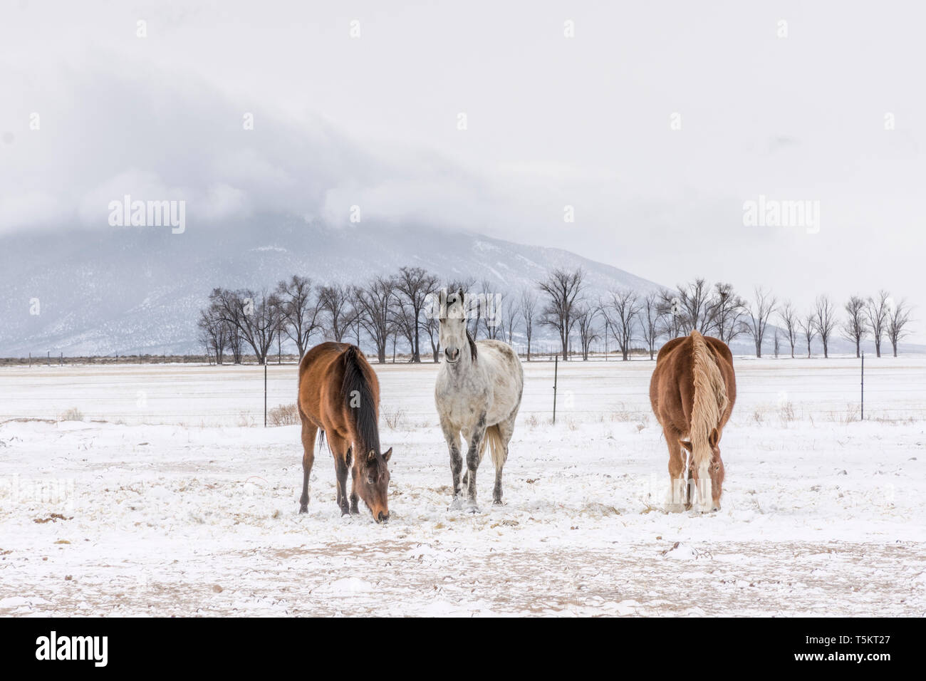 Drei Pferde mit Ute Berg, Bäume und Wolken in Colorado Stockfoto