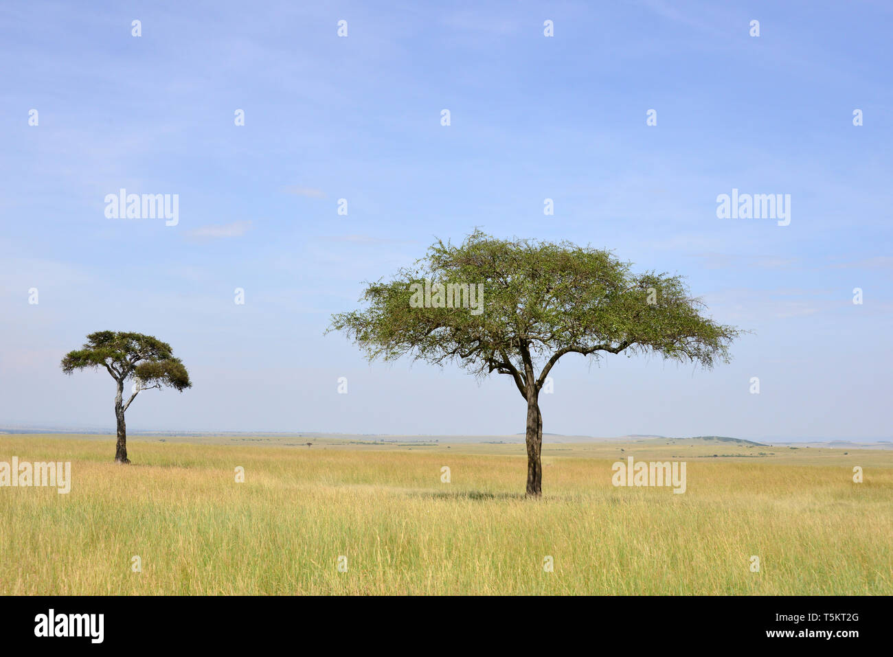 Landschaft, Masai Mara, Kenia, Afrika Stockfoto