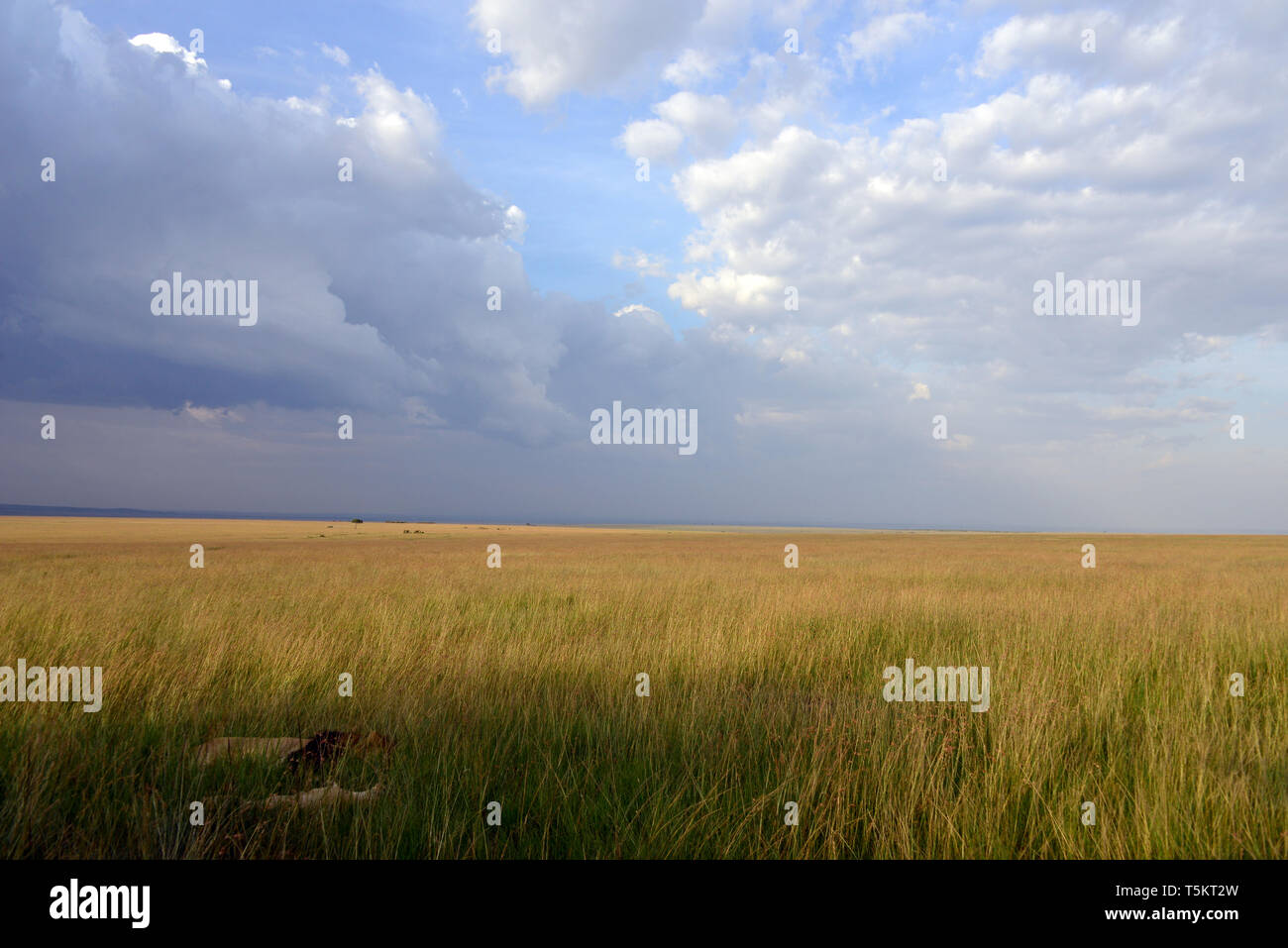 Landschaft, Masai Mara, Kenia, Afrika Stockfoto