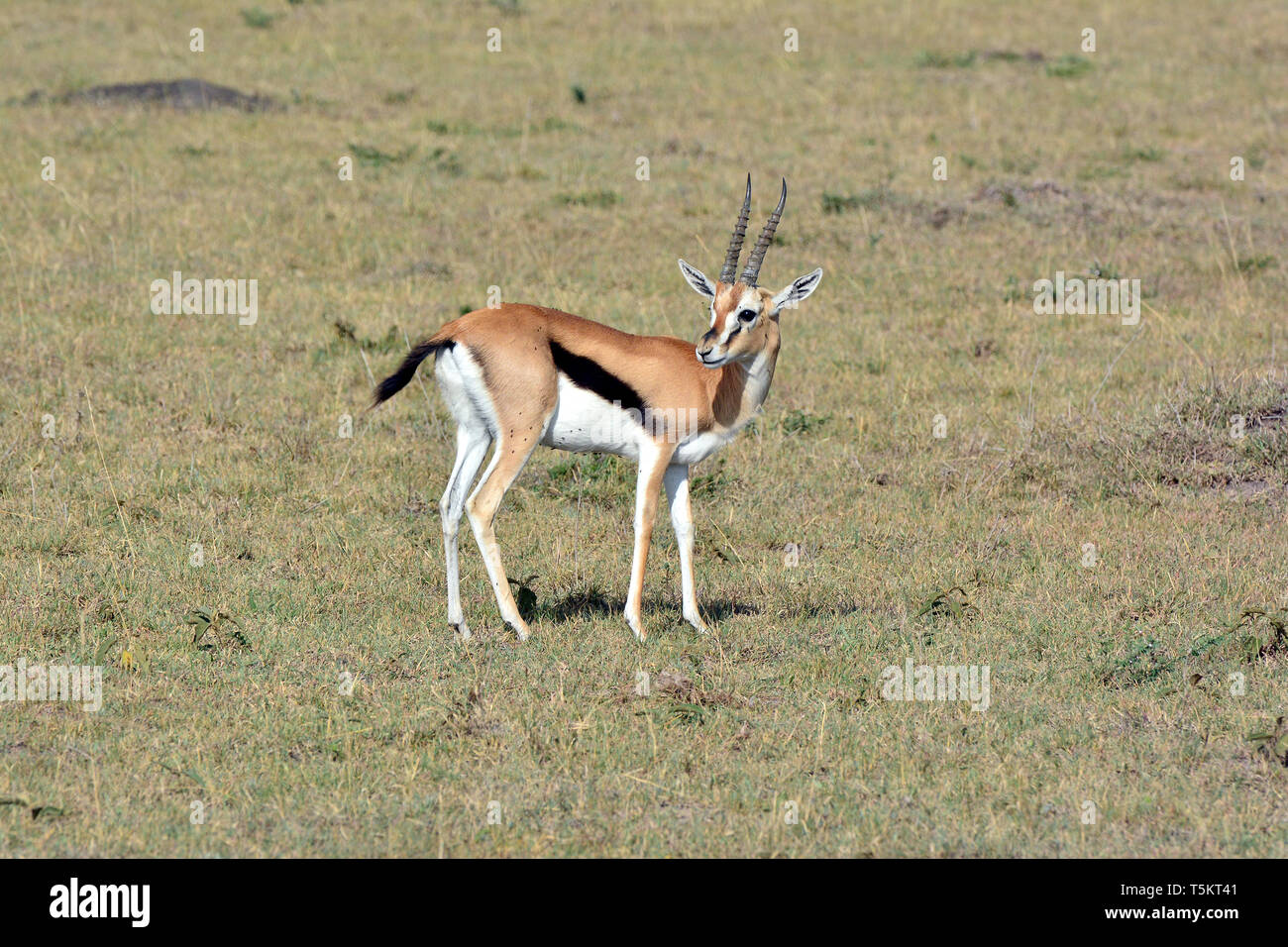 Thomson Gazellen, Thomson-Gazelle, Eudorcas - Gazella thomsonii, Thomson, Maasai Mara Stockfoto
