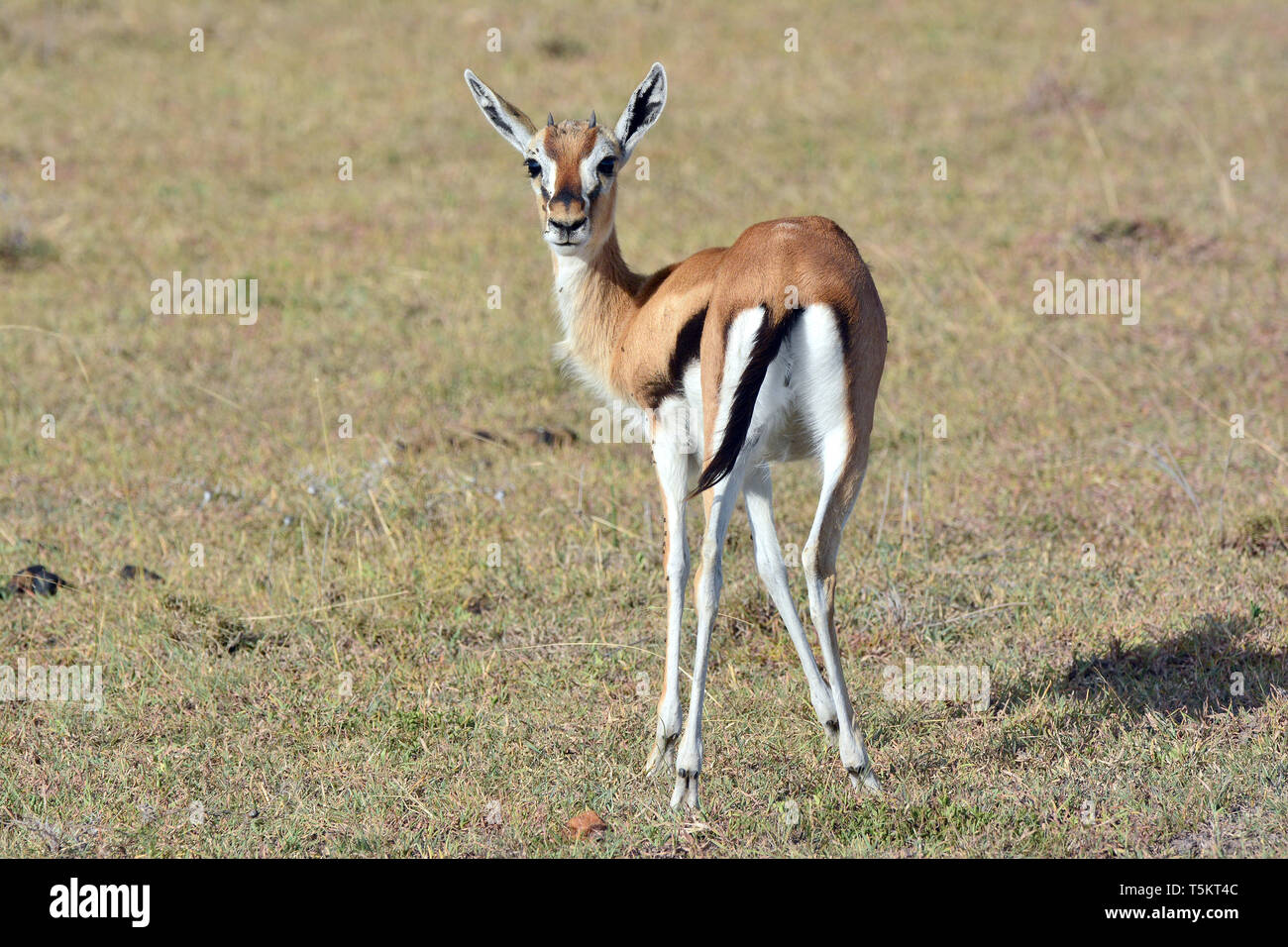 Thomson Gazellen, Thomson-Gazelle, Eudorcas - Gazella thomsonii, Thomson, Maasai Mara Stockfoto