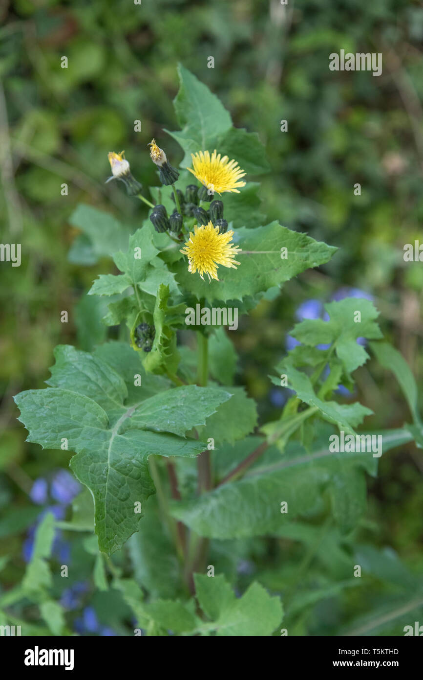 Blüte oben Glatt Sow-Thistle/Sonchus oleraceus. Junge Blätter essbar Als hat Essen. Gemeinsamen Europäischen Unkraut. Stockfoto