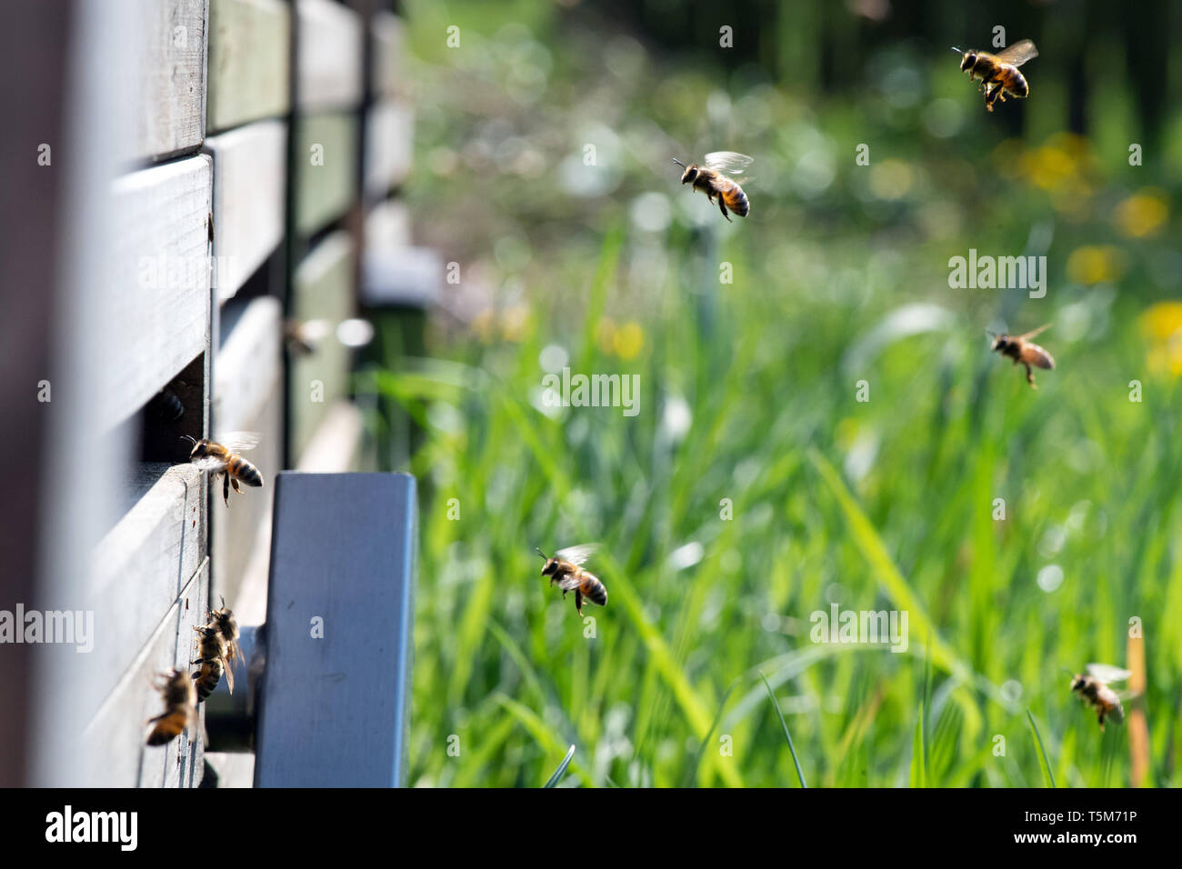 Remscheid, Deutschland. 10 Apr, 2019. Bienen fliegen auf ihrem Bienenstock. In NRW, Häftlinge werden aktiv im Kampf gegen das Bienensterben. Auch im harten Jungen lernen, Verantwortung im Umgang mit "Aja" und ihre Freunde. Im Remscheider Gefängnis suchen Sie nach rund 3 Millionen Bienen, Tischler Bienenstände und Honig zu verkaufen. (An den Gefangenen dpa "Gefängnis der Bienen lehren Geduld: "Ein Fehler, ein Stachel") Credit: Federico Gambarini/dpa/Alamy leben Nachrichten Stockfoto