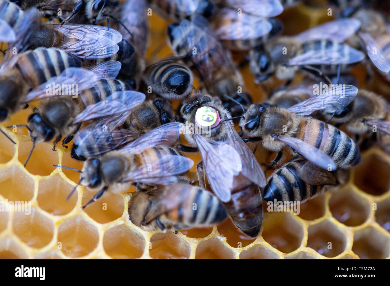 Remscheid, Deutschland. 10 Apr, 2019. Bienen und die KÖNIGIN-BIENE (gelber Punkt) Kriechen in einem Bienenstock. In NRW, Häftlinge werden aktiv im Kampf gegen das Bienensterben. Auch im harten Jungen lernen, Verantwortung im Umgang mit "Aja" und ihre Freunde. Im Remscheider Gefängnis suchen Sie nach rund 3 Millionen Bienen, Tischler Bienenstände und Honig zu verkaufen. (An den Gefangenen dpa "Gefängnis der Bienen lehren Geduld: "Ein Fehler, ein Stachel") Credit: Federico Gambarini/dpa/Alamy leben Nachrichten Stockfoto