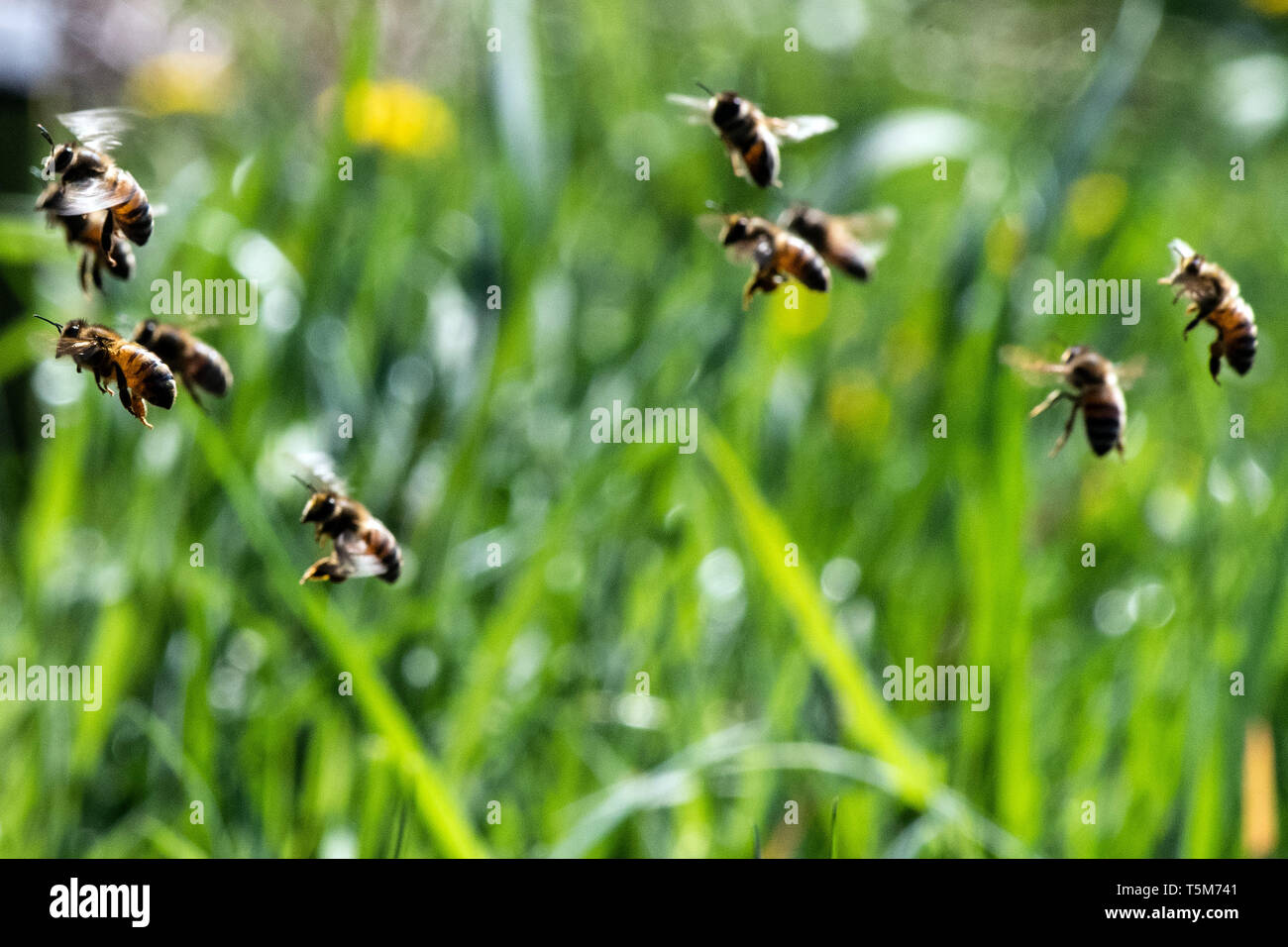 Remscheid, Deutschland. 10 Apr, 2019. Bienen fliegen auf ihrem Bienenstock. In NRW, Häftlinge werden aktiv im Kampf gegen das Bienensterben. Auch im harten Jungen lernen, Verantwortung im Umgang mit "Aja" und ihre Freunde. Im Remscheider Gefängnis suchen Sie nach rund 3 Millionen Bienen, Tischler Bienenstände und Honig zu verkaufen. (An den Gefangenen dpa "Gefängnis der Bienen lehren Geduld: "Ein Fehler, ein Stachel") Credit: Federico Gambarini/dpa/Alamy leben Nachrichten Stockfoto