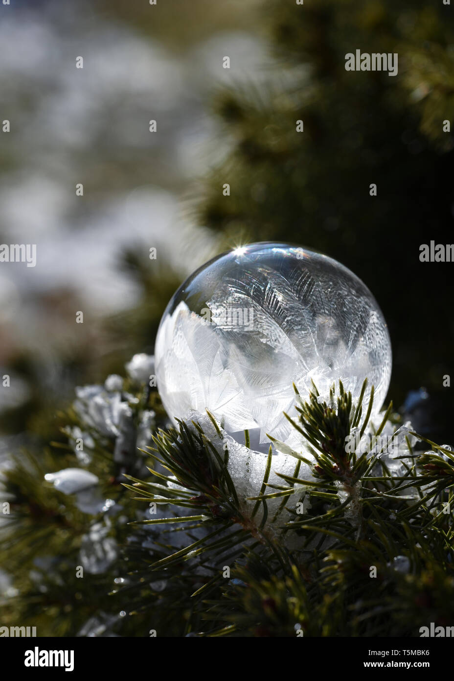 Nahaufnahme von Soap Bubble Einfrieren auf einem everygreen Niederlassung außerhalb. Stockfoto