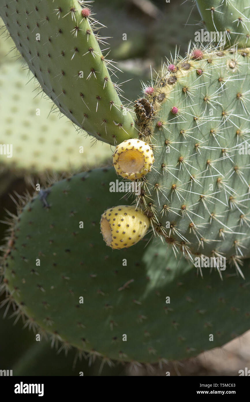 Thorny Cactus mit kleinen gelben und grünen Früchten Stockfoto