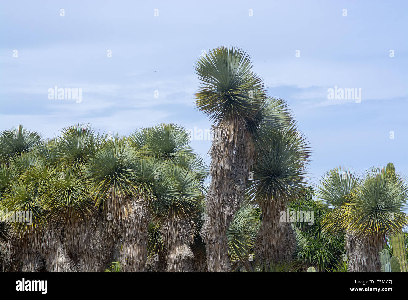 Kakteen und Sukkulenten in ariden Landschaft mit blauer Himmel Stockfoto