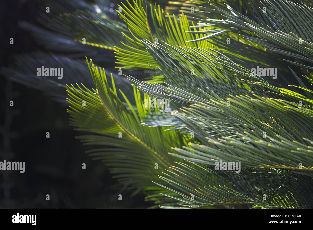 Closeup Blätter Mallorca endemisch Zwergpalme Chamaerops humilis üppige Blätter in der Sonne. Stockfoto