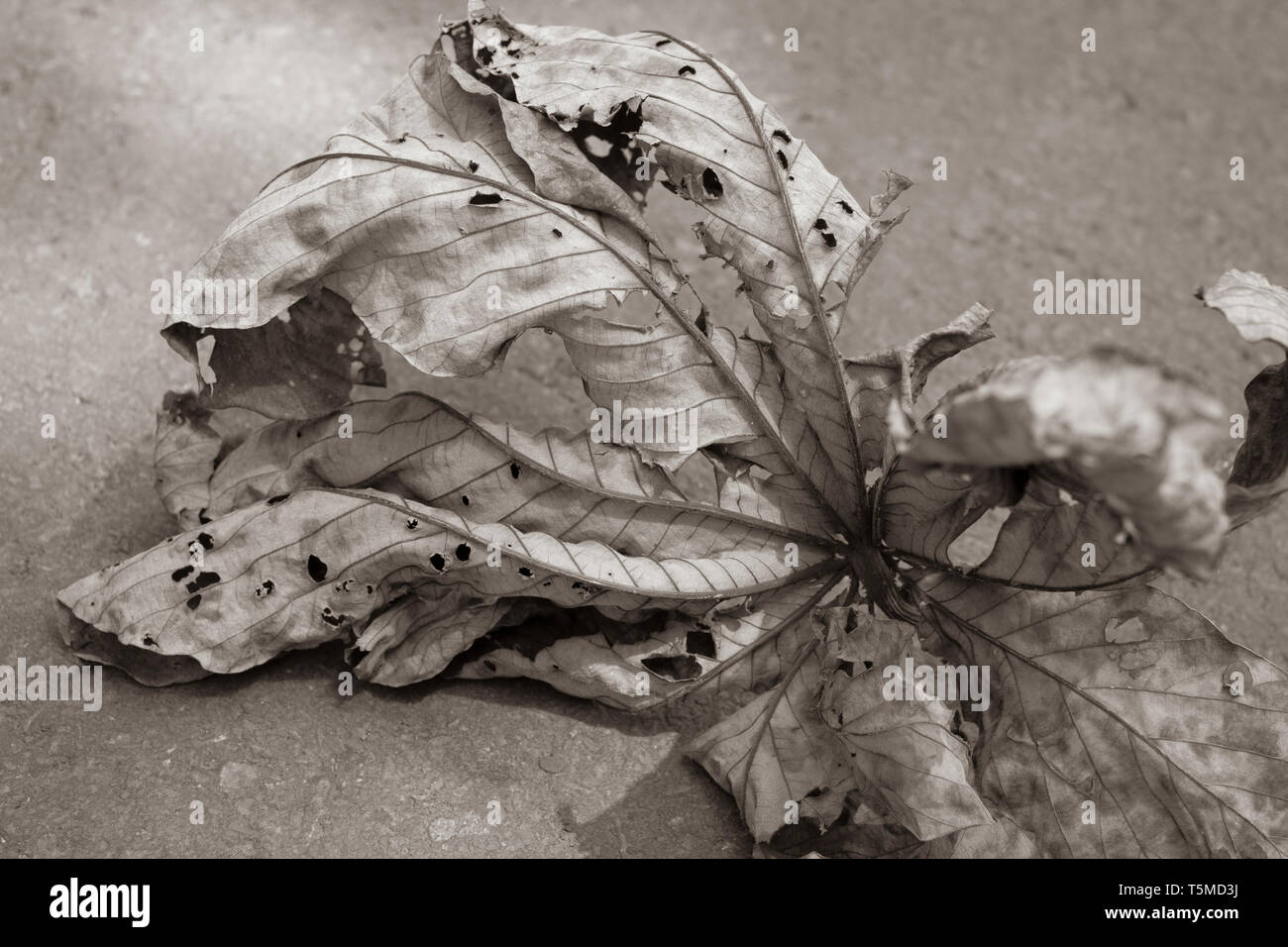 Trockene Blatt Textur in einem sepia Ton Stockfoto