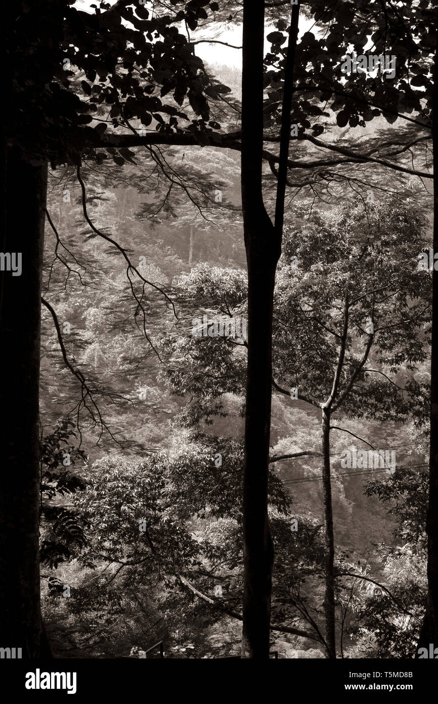 Natürliche Schönheit des Regenwaldes in sepia Ton Stockfoto