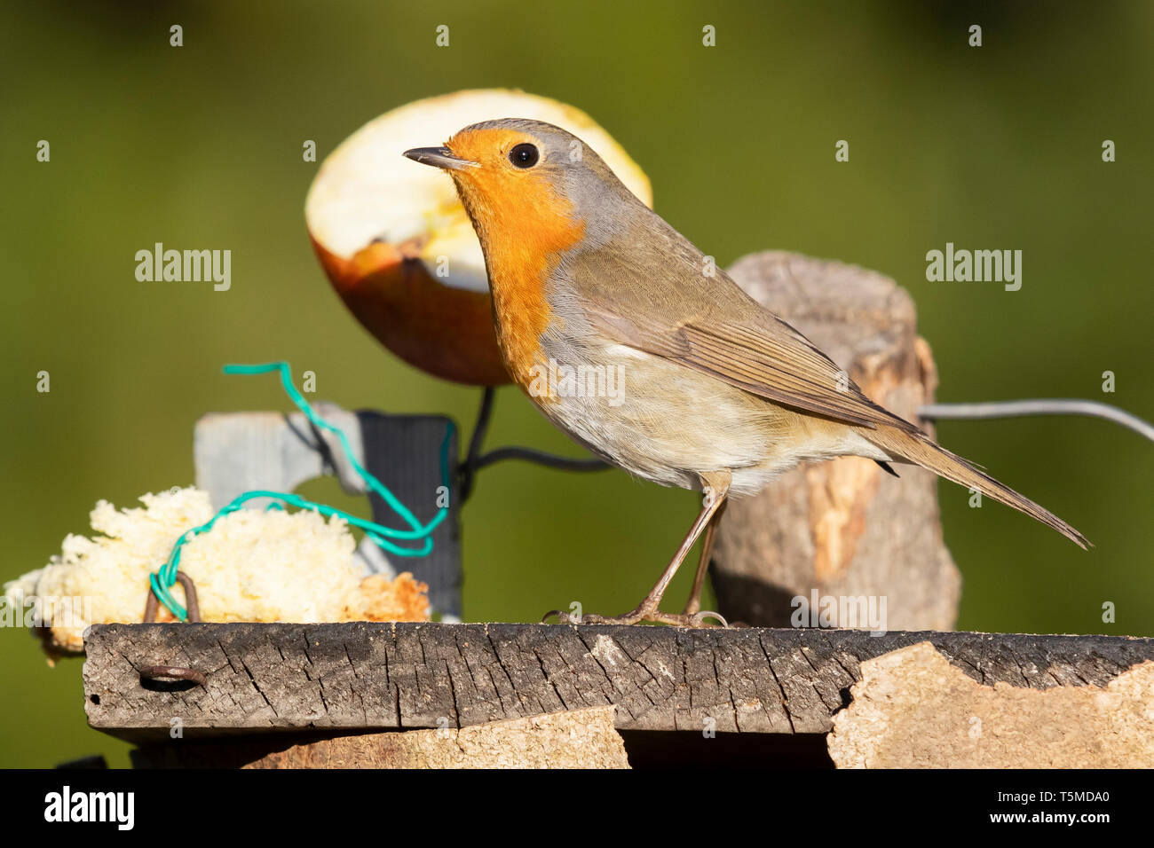 Europäische Robin (Erithacus Rubecula), Seitenansicht eines Erwachsenen stehen auf einem Bird Feeder Stockfoto