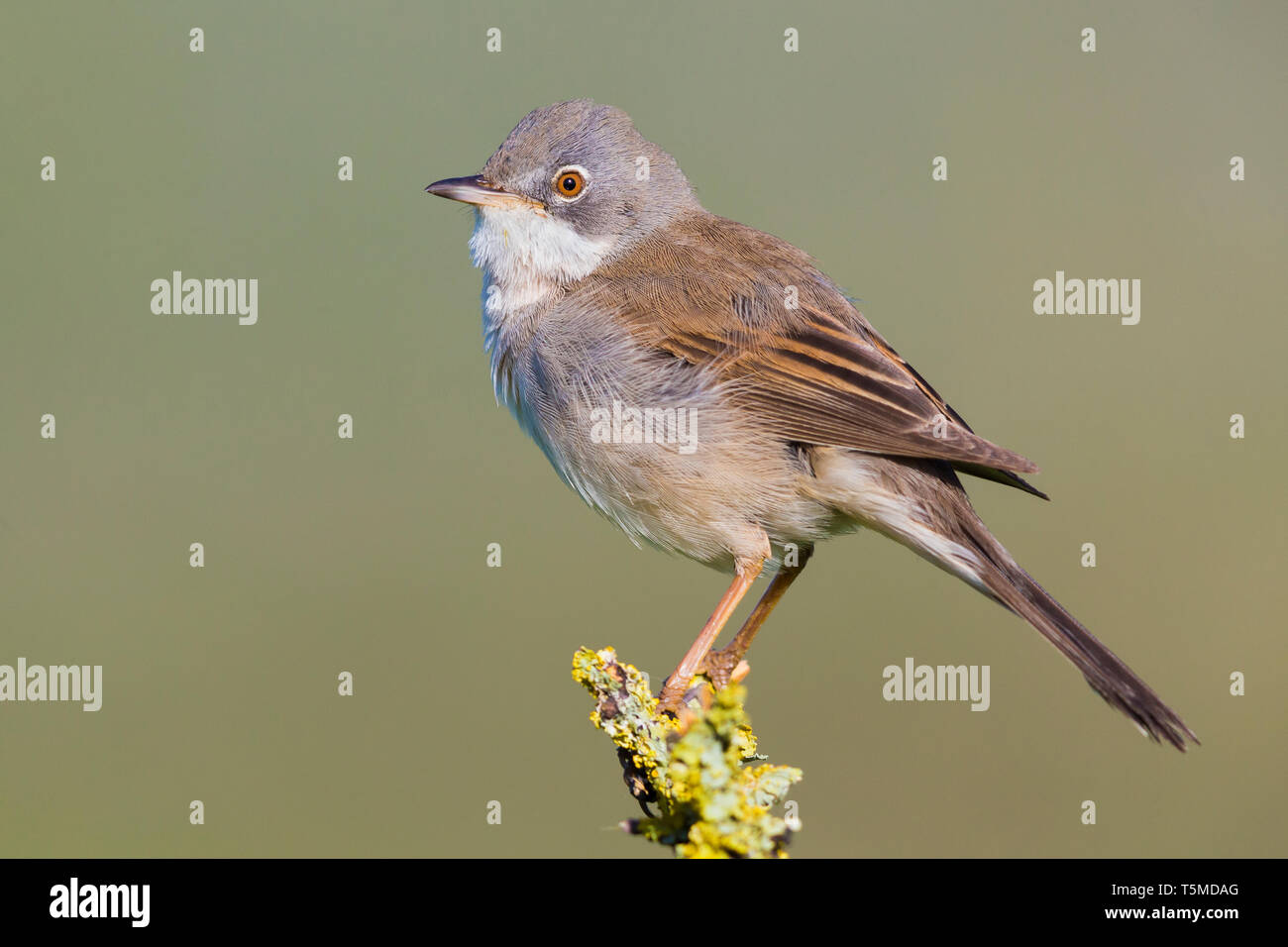 Common Whitethroat (Sylvia communis), Seitenansicht eines männlichen Erwachsenen auf einem Ast sitzend Stockfoto