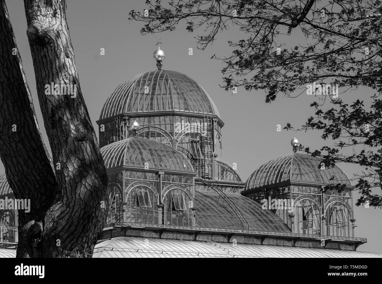 Die Königlichen Gewächshäuser in Laeken, Heimat der Königlichen Familie, bestehend aus einem Komplex von einer Reihe von Gewächshäuser einschließlich der Kongo Gewächshaus. Stockfoto