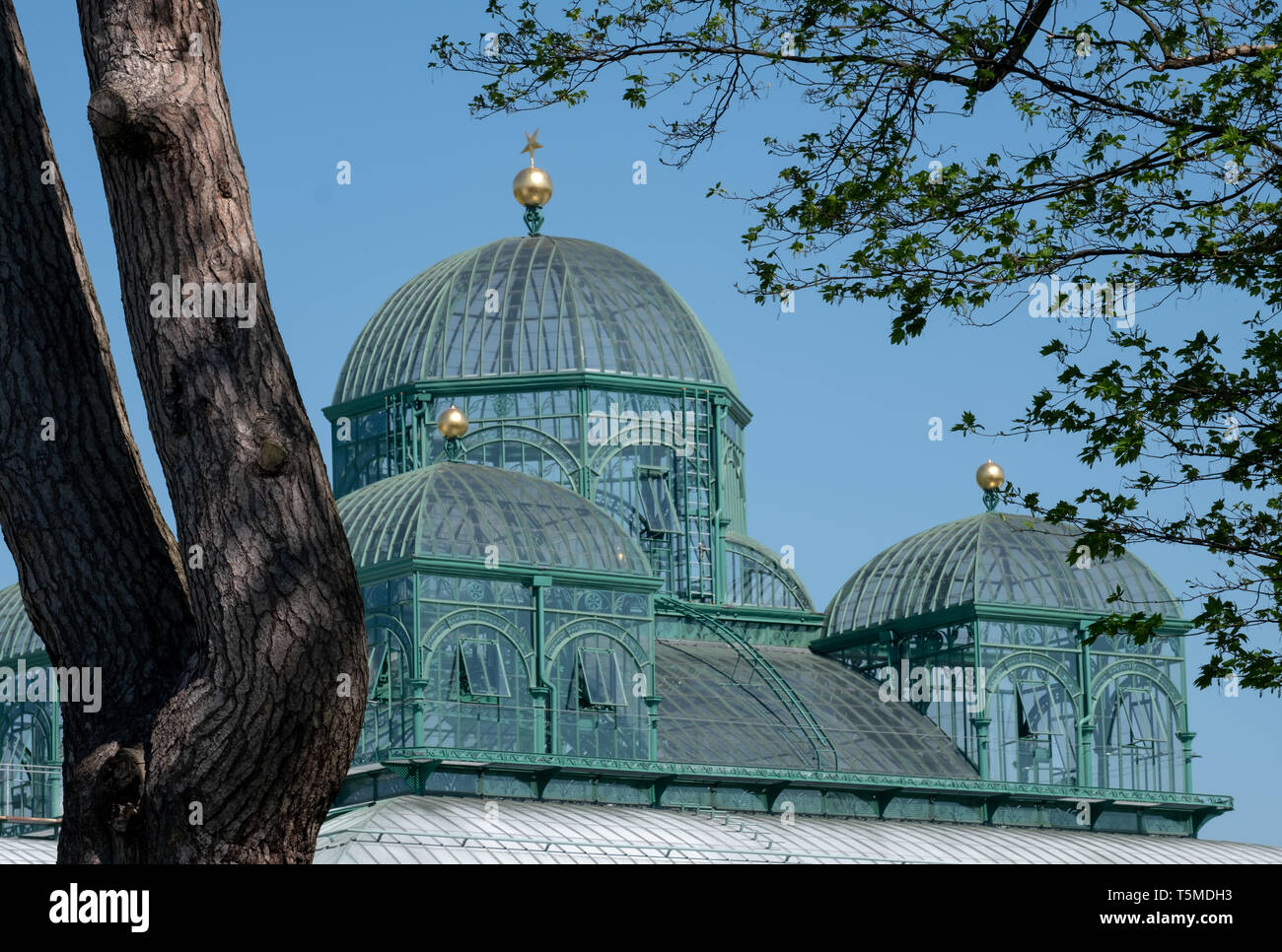 Die Königlichen Gewächshäuser in Laeken, Heimat der Königlichen Familie, bestehend aus einem Komplex von einer Reihe von Gewächshäuser einschließlich der Kongo Gewächshaus. Stockfoto