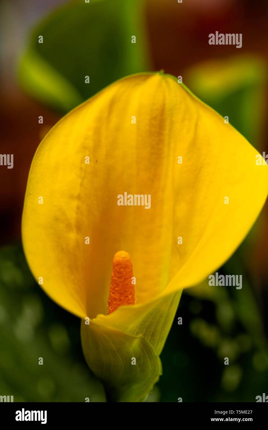 In der Nähe von Bright Yellow Calla Lilien mit großen grünen gefleckten Blätter. Stockfoto