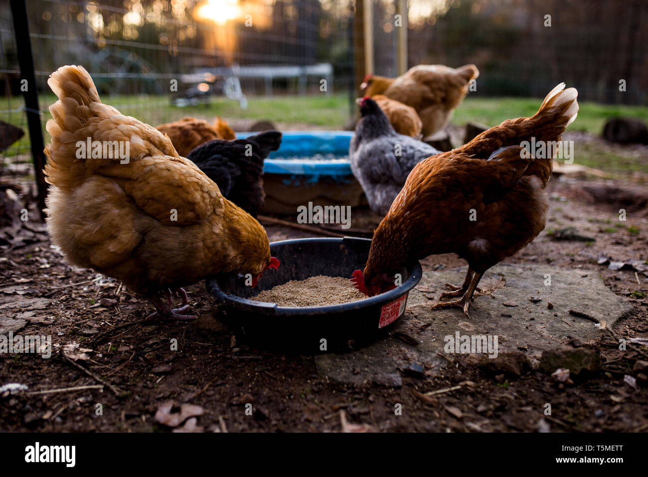 Bunte Hinterhof Hühner essen gemeinsam in zentralen Arkansas Stockfoto