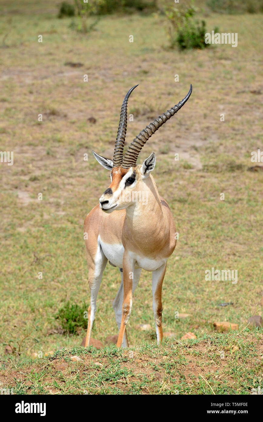 Grant gazelle Fotos und Bildmaterial in hoher Auflösung Alamy