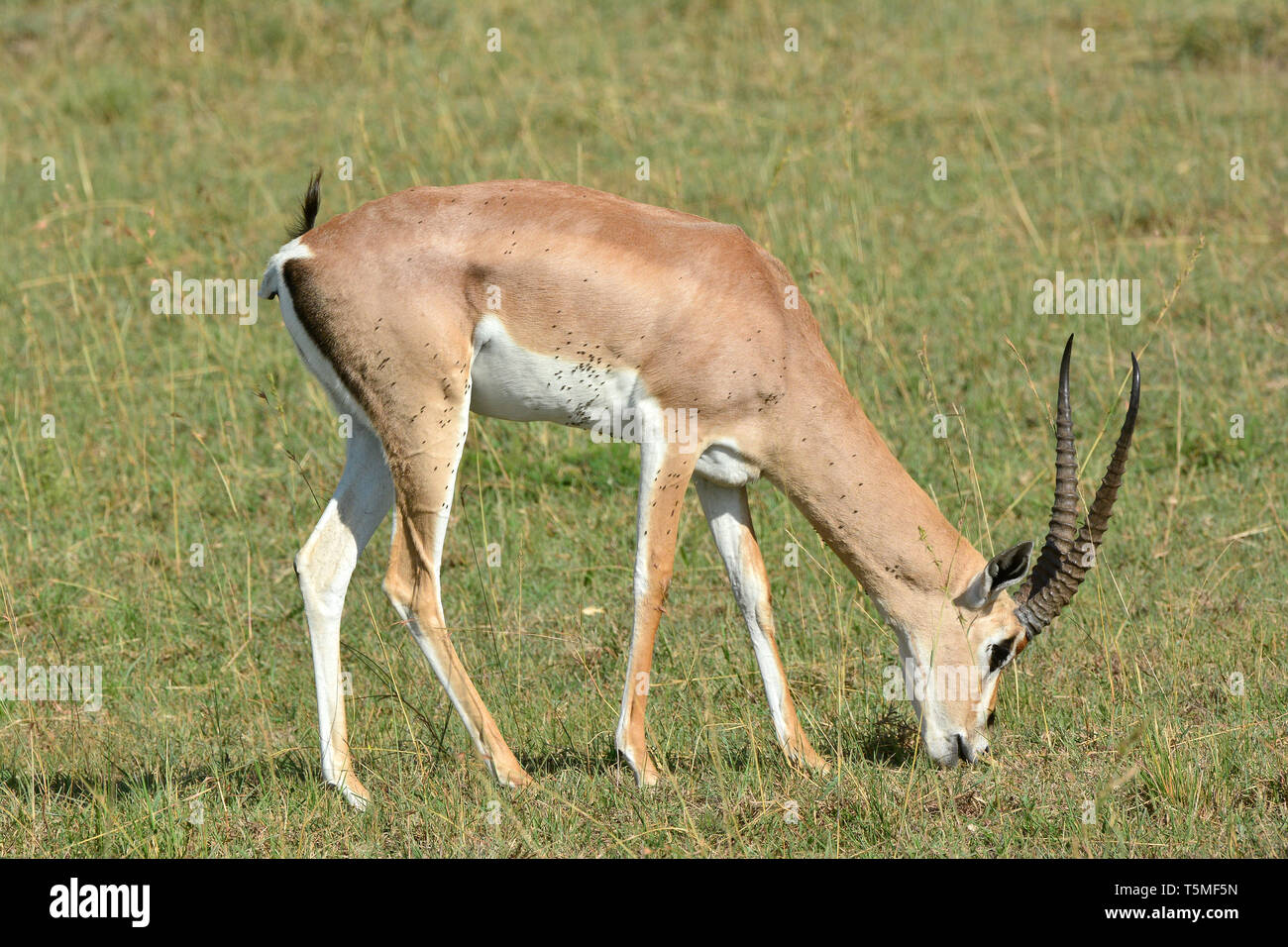 Grant's Gazelle, Grant-Gazelle, Nanger Granti, Gazella gazella Granti, gewähren. Stockfoto