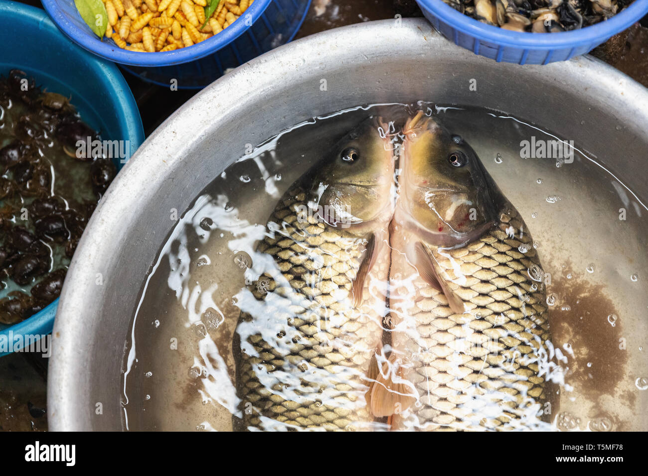 Zwei Fische in einem Eimer mit Zugesetzter am lokalen Markt in SaPa Vietnam, Asien Stockfoto