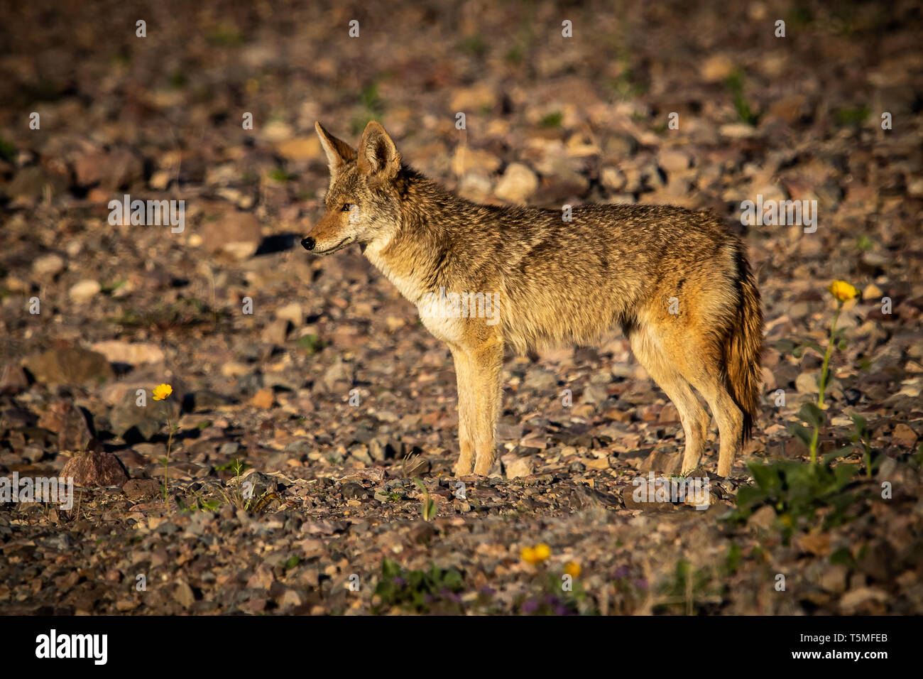 Coyote bei Sonnenuntergang im Death Valley Stockfoto