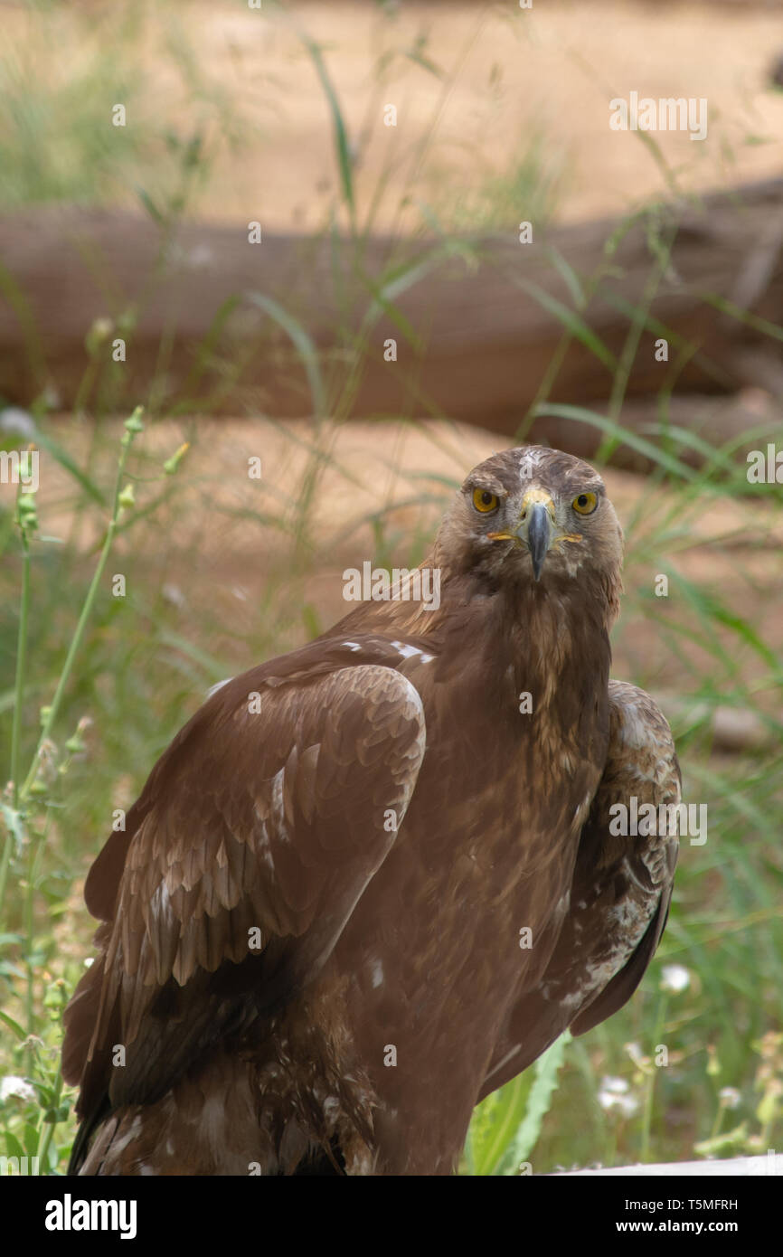 Steppe Eagle (Aquila nipalensis) auf dem Boden zeigen ihre scharfen Schnabel und gelbe Augen im Zoo Al Ain, VAE. Stockfoto
