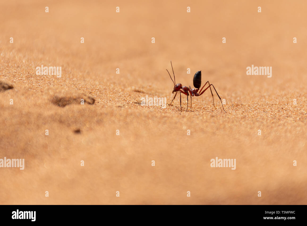 Sahara Ant (Cataglyphis bicolor) entlang der Sanddünen in Ras Al Khaimah, Vereinigte Arabische Emirate. Stockfoto