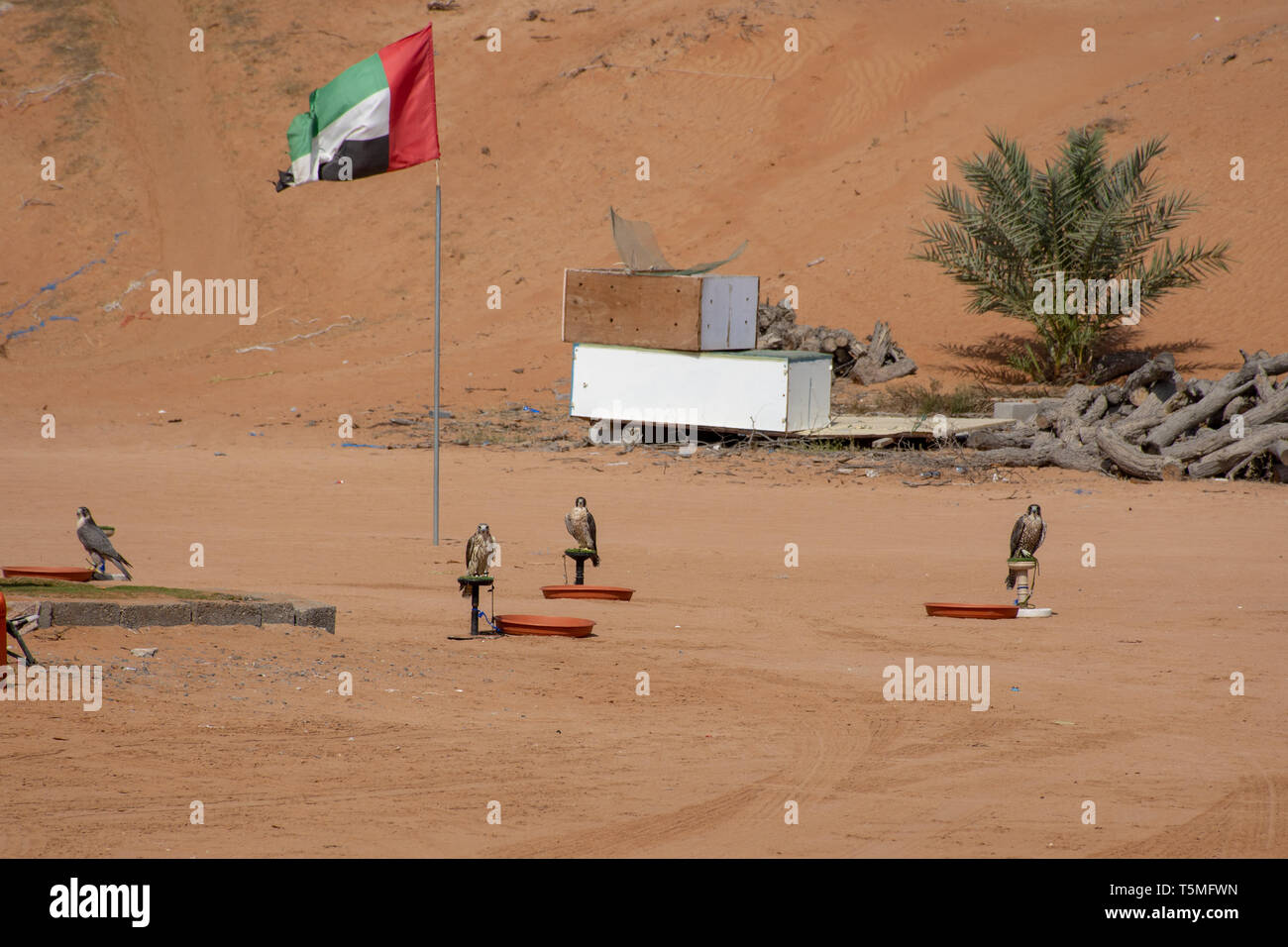 Vier Falken stand auf ihre Ausbildung Post mit einem VAE Flagge im Hintergrund in der sandwüste von Ras Al Khaimah. Stockfoto